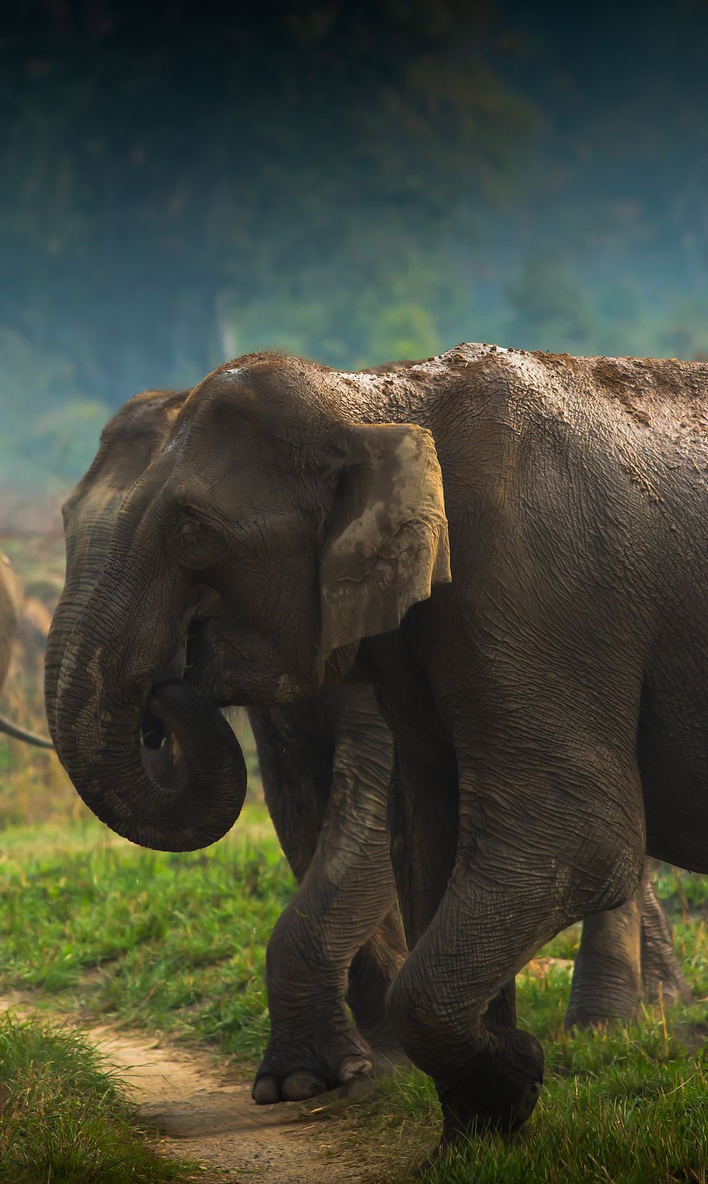 Asian elephants walking along a grassy track at the forest edge