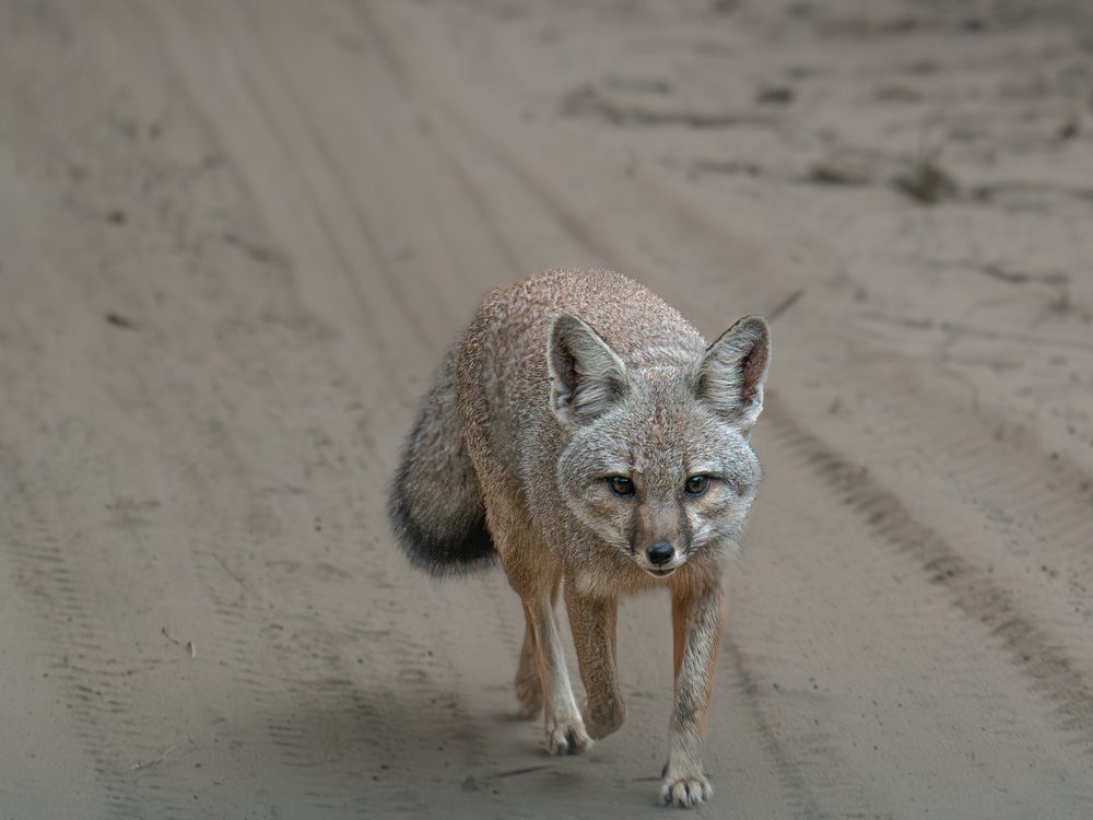 A Bengal fox walking towards the camera along a sandy forest road