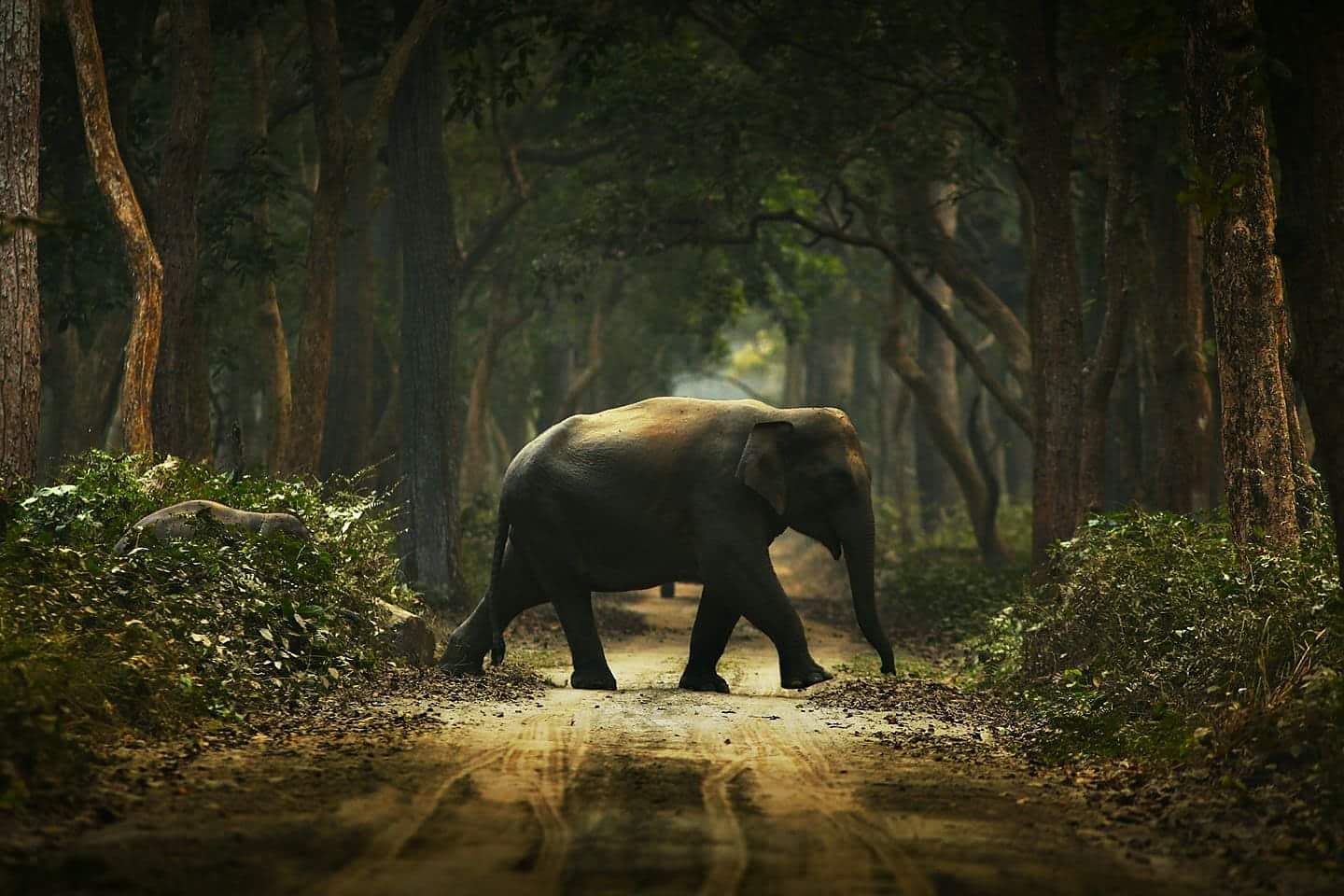 An Asian elephant crossing a forest road between tall trees in Dudhwa