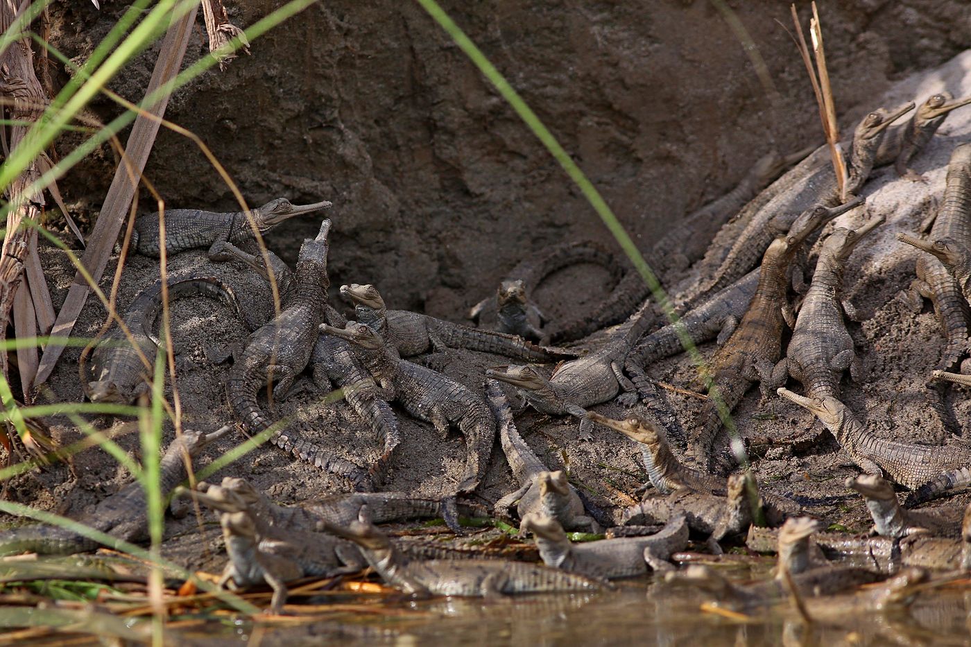 Dozens of young gharial gathered on a riverbank