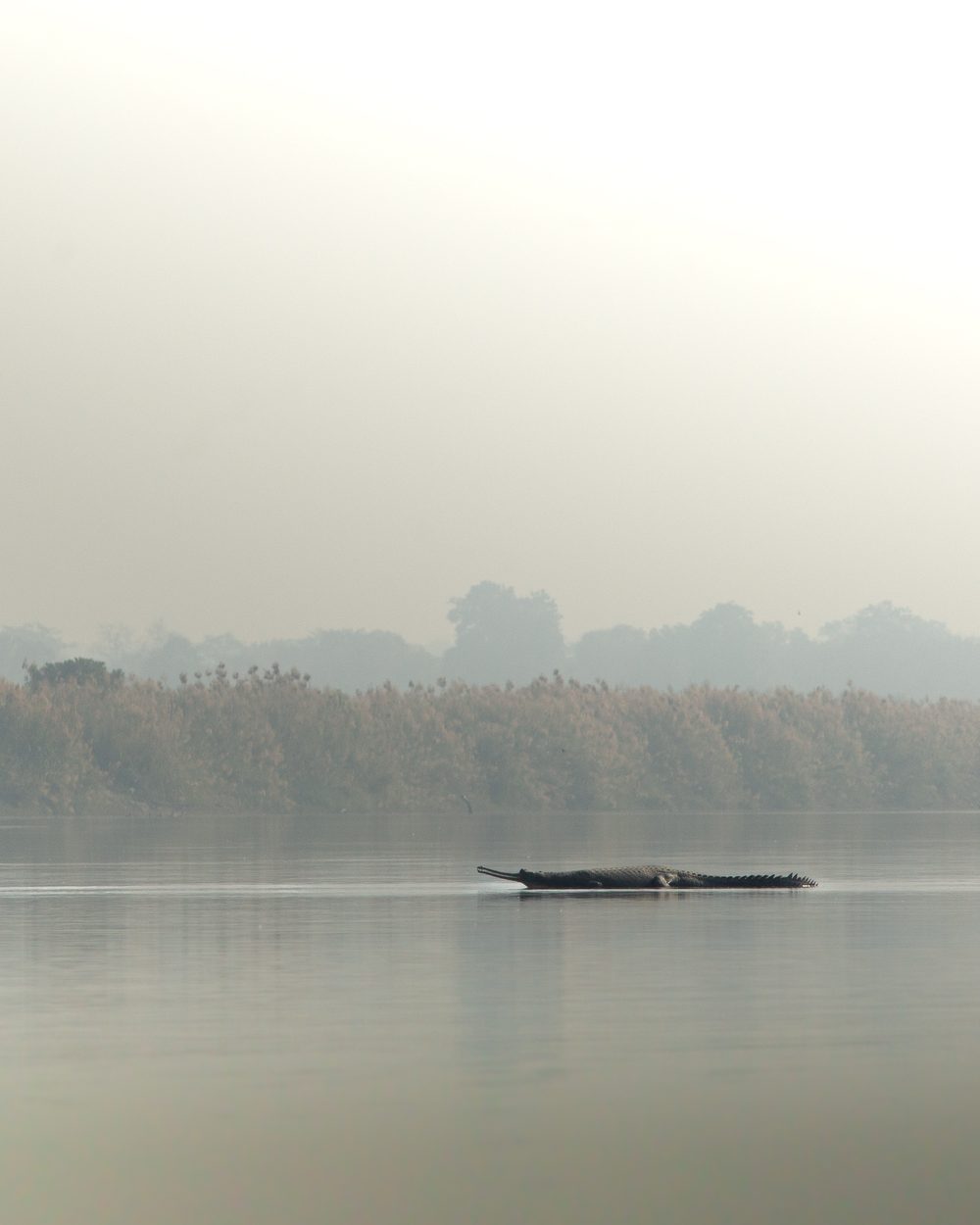 A gharial floating at the surface of a misty river lined with tall reeds
