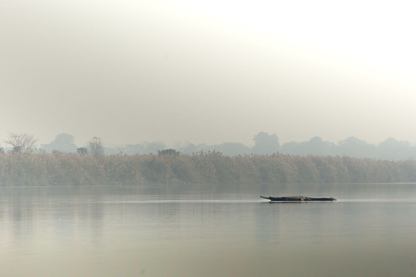 A gharial floating at the surface of a misty river lined with tall reeds