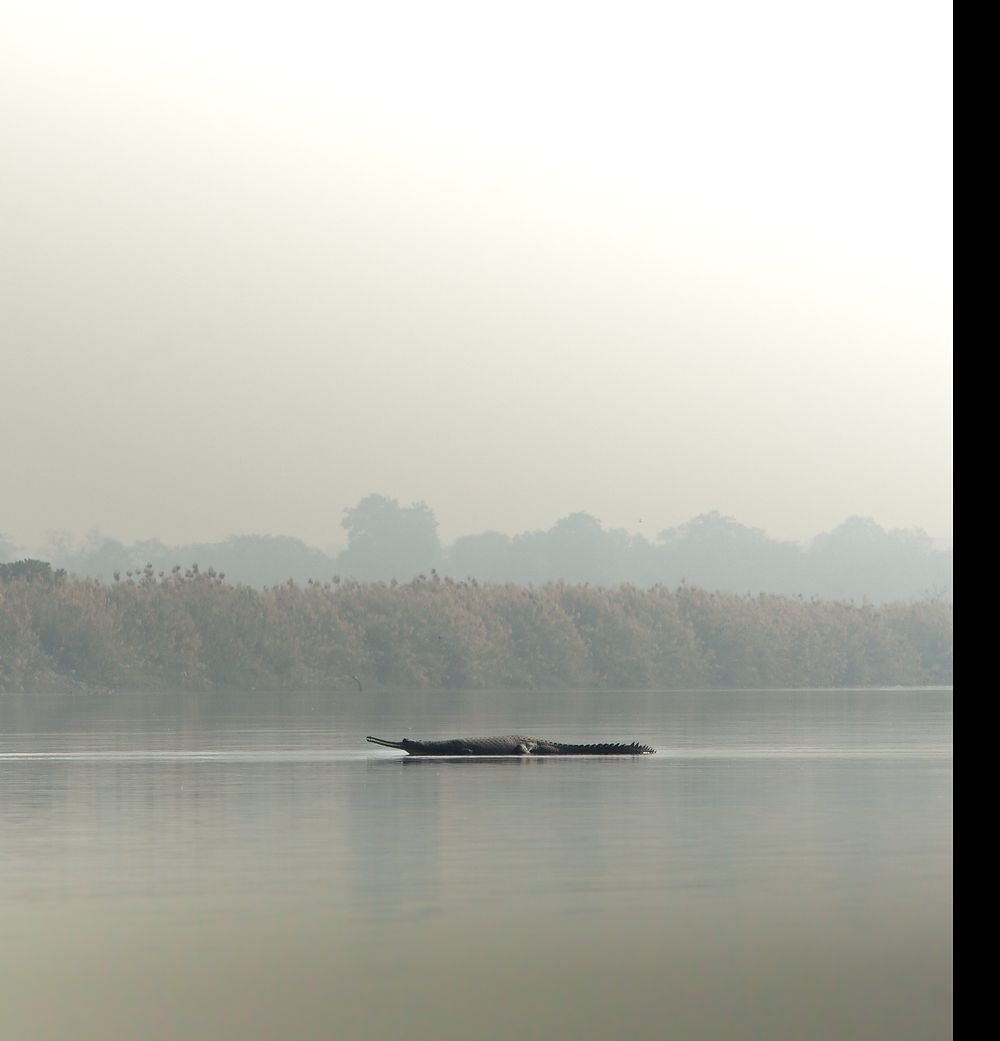 A gharial floating at the surface of a misty river lined with tall reeds
