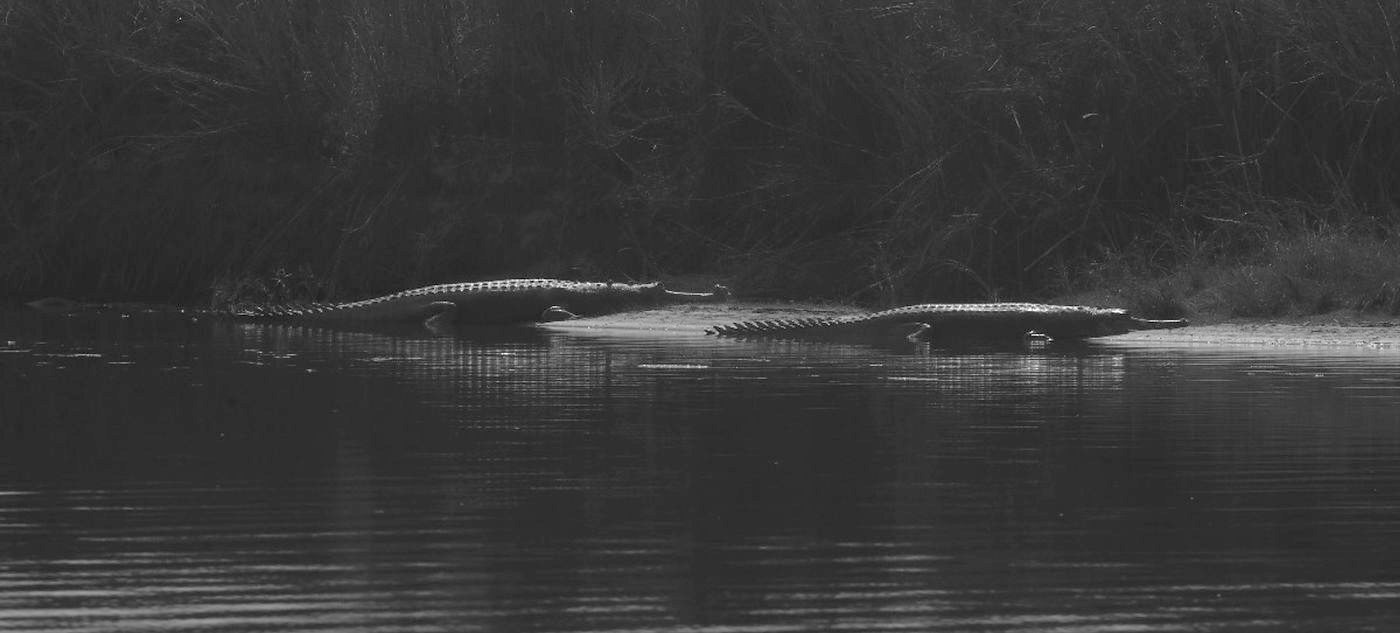 Two gharials basking on a sandbank in black and white