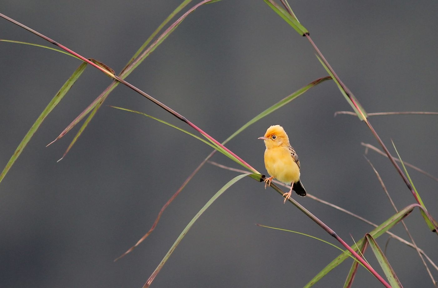 A golden-headed cisticola perched on a stem of tall grass
