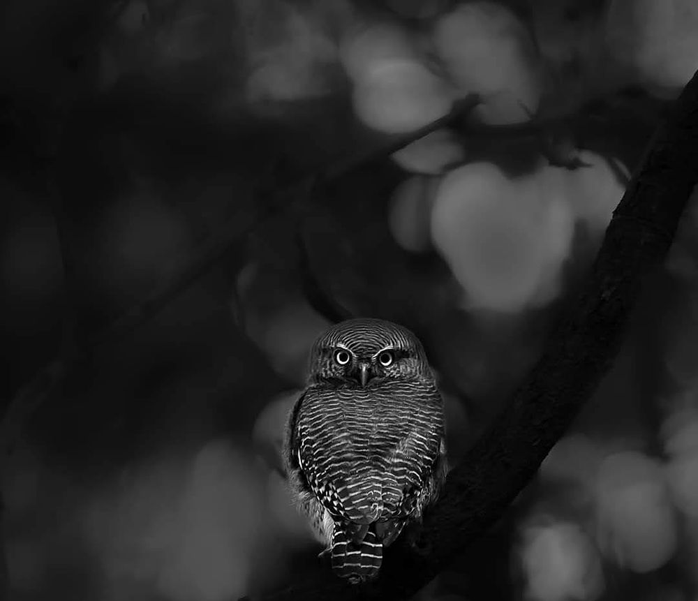 A jungle owlet perched on a branch, in black and white