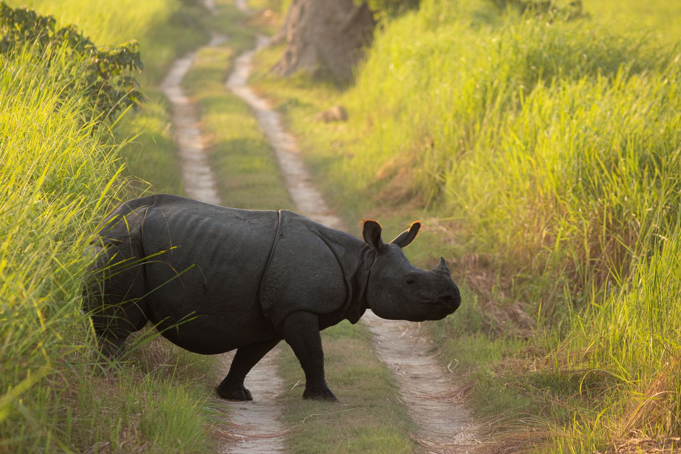A greater one-horned rhinoceros crossing a grassland track in Dudhwa