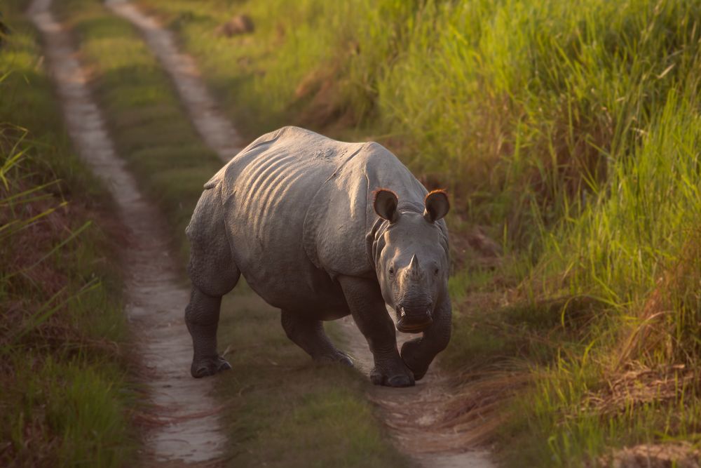 A greater one-horned rhinoceros walking towards the camera along a grassland track in Dudhwa