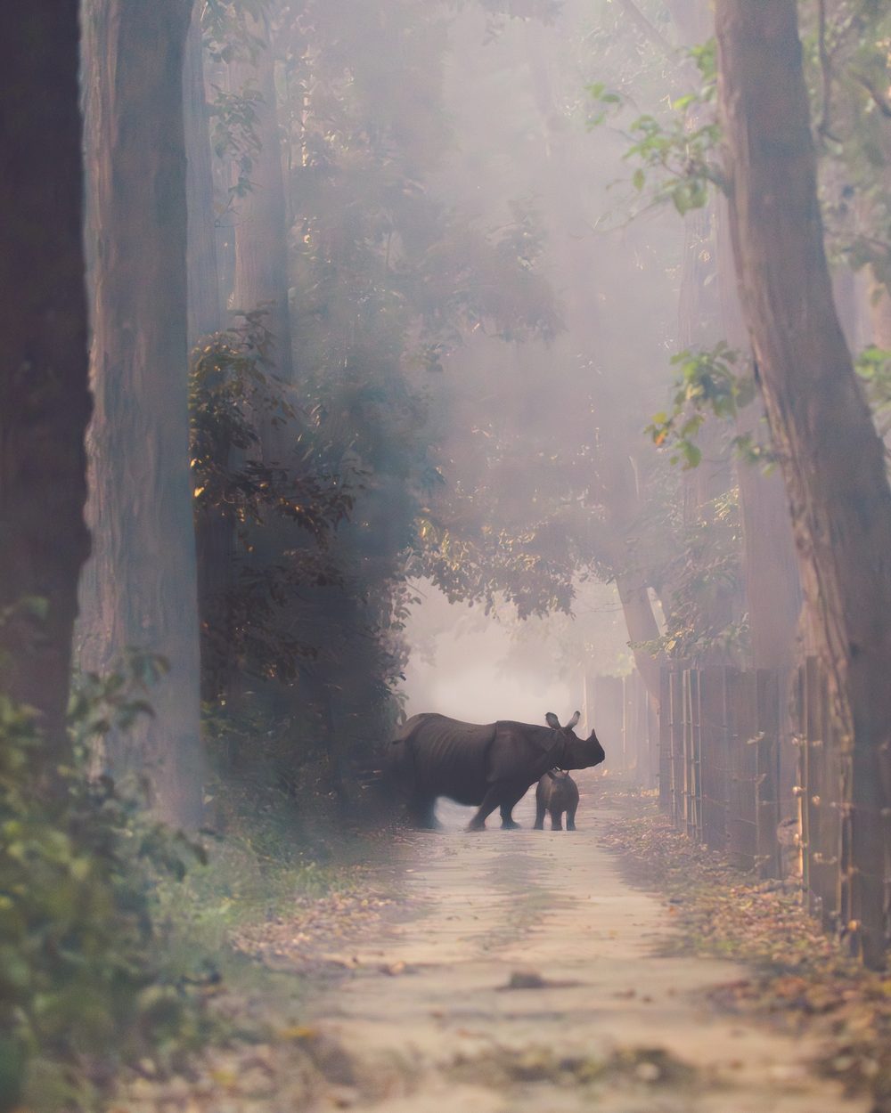 A greater one-horned rhinoceros and her calf crossing a misty forest track between tall sal trees