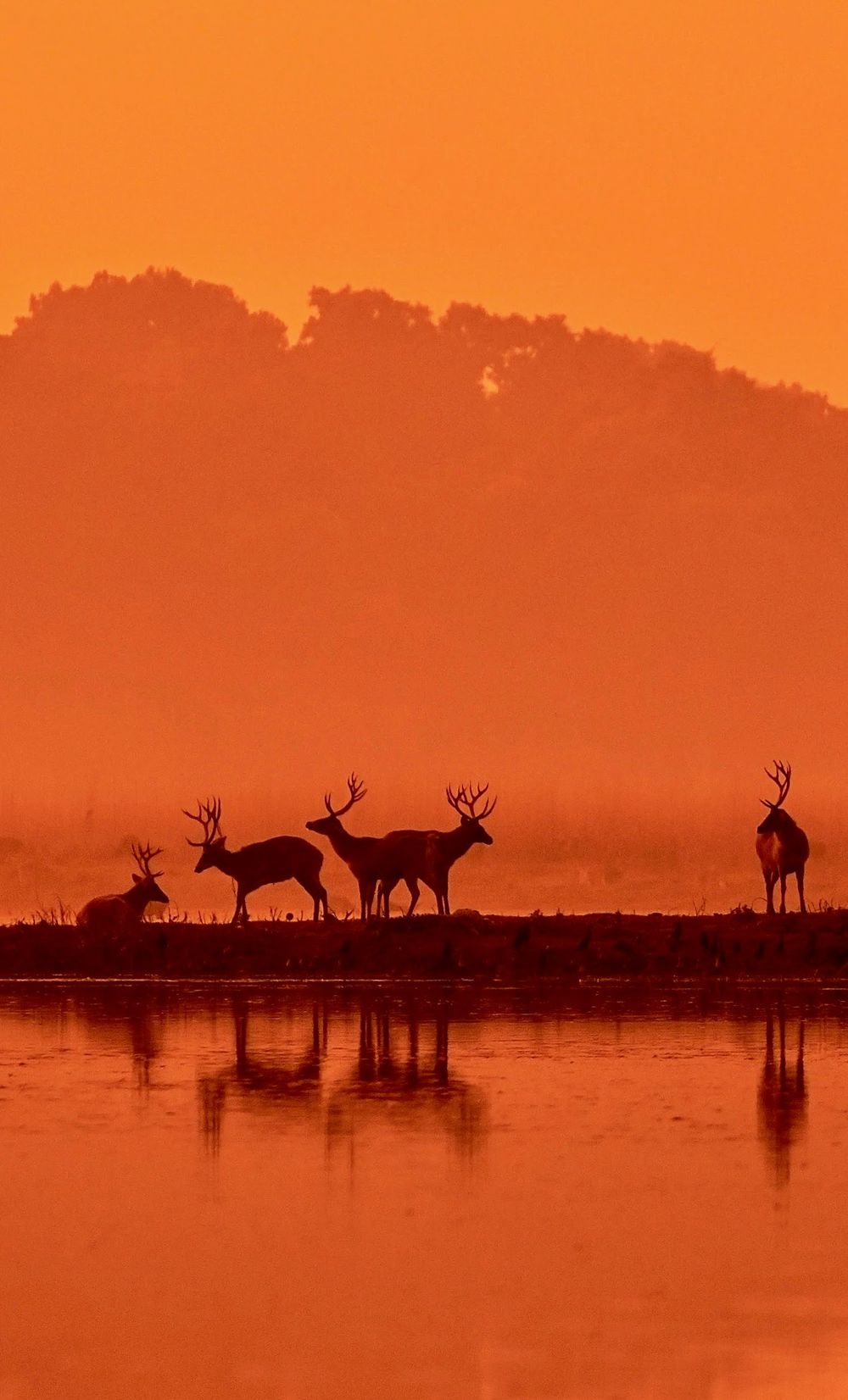 Swamp deer (barasingha) stags silhouetted against an orange sunrise at the water's edge