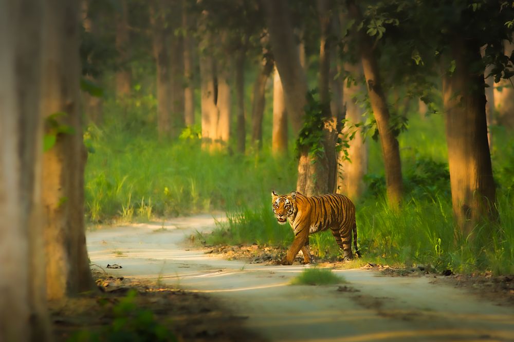 A tiger crossing a forest track between tall sal trees in Dudhwa National Park, in low golden light