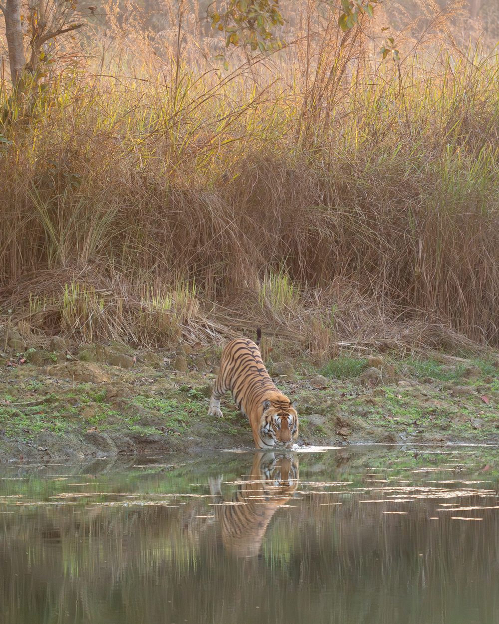 A tiger stepping down to drink at a still pool below tall grassland