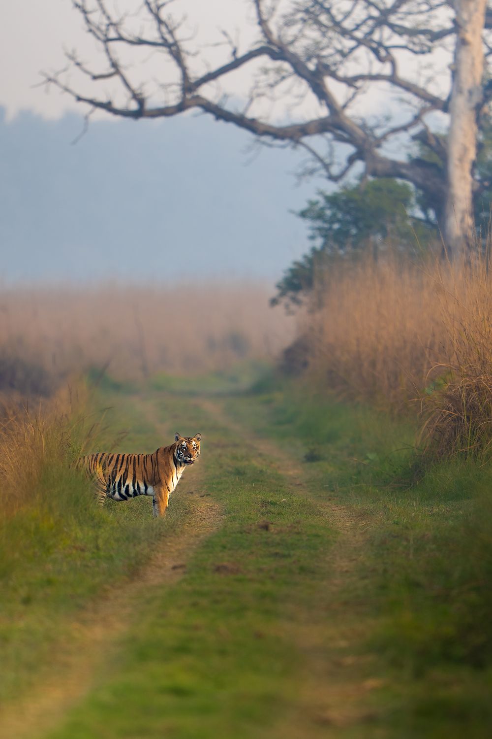 A tiger standing at the edge of a grassland track between tall golden grass on a misty morning in Dudhwa