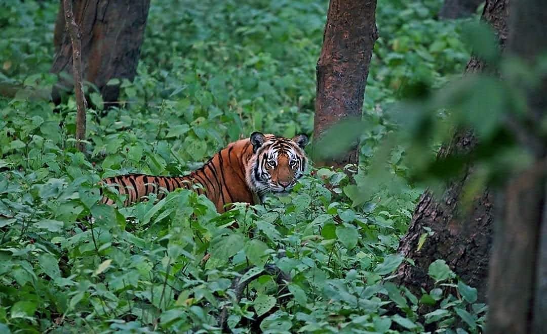 A tiger watching from dense green forest undergrowth between tree trunks in Dudhwa