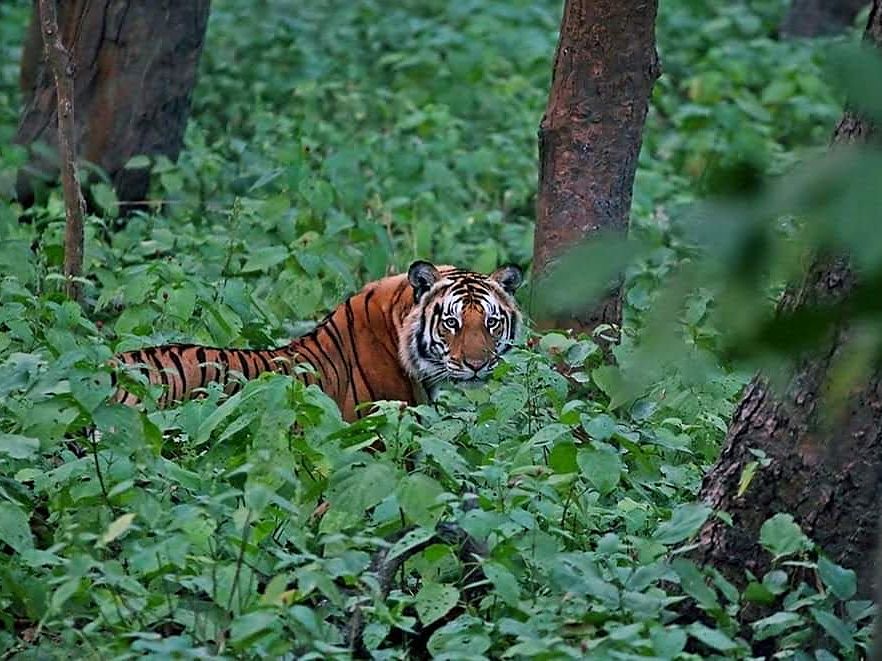A tiger watching from dense green forest undergrowth between tree trunks in Dudhwa