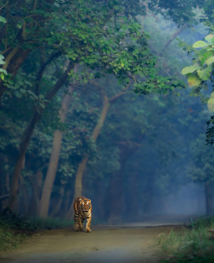A tiger walking towards the camera along a misty forest road under an arch of trees in Dudhwa at first light