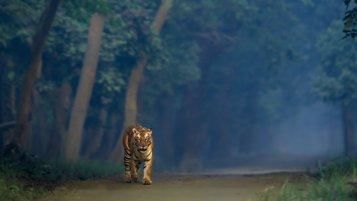 A tiger walking towards the camera along a misty forest road under an arch of trees in Dudhwa at first light