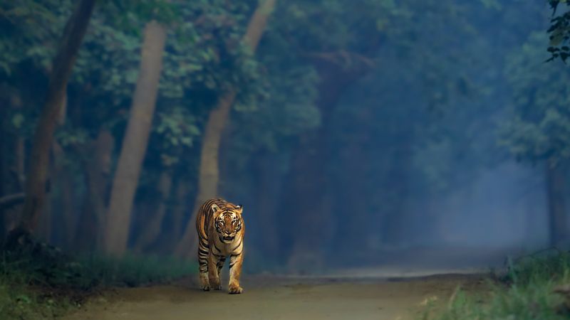 A tiger walking towards the camera on a misty forest road beneath arching trees in Dudhwa