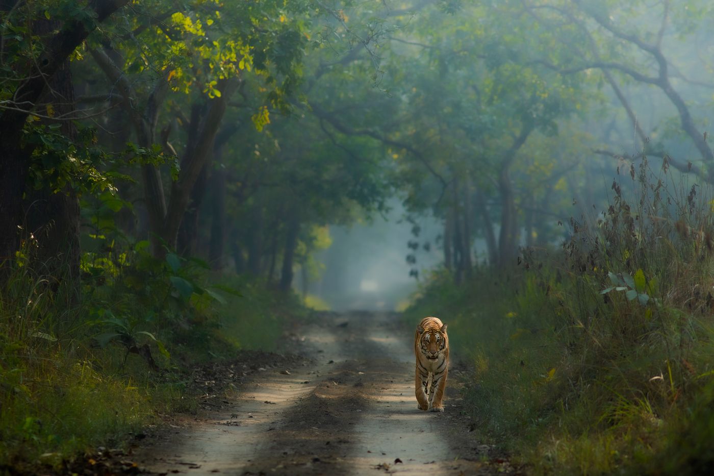 A tiger walking towards the camera down a misty forest track under arching trees in Dudhwa
