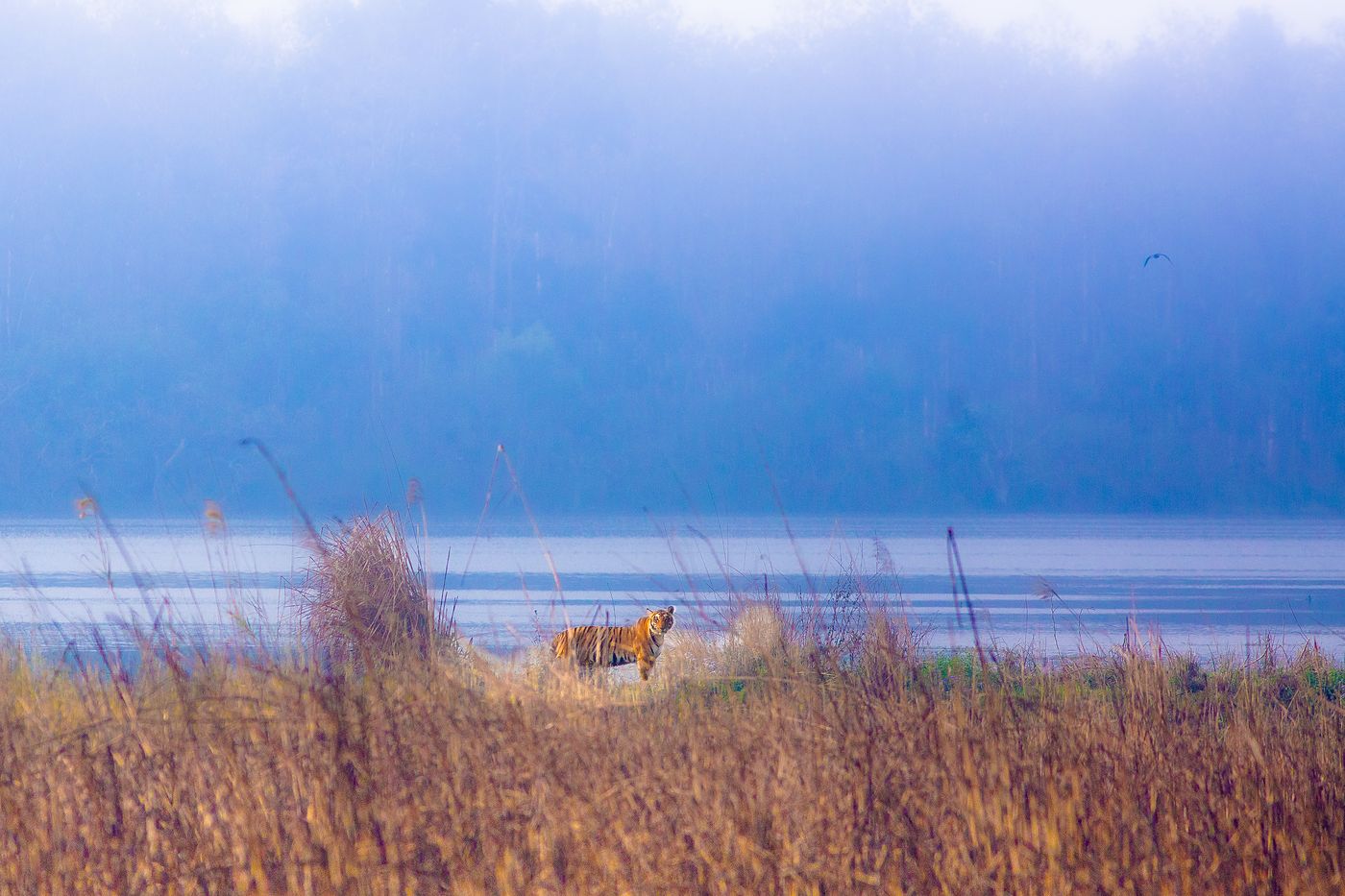 A tiger standing in tall grass at the edge of a wetland in Dudhwa on a misty winter dawn