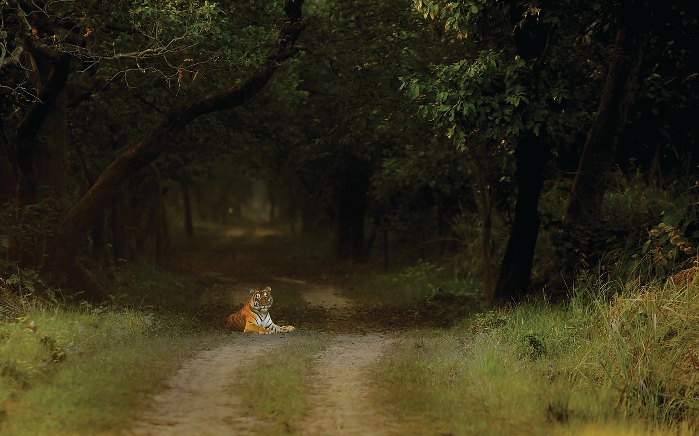 A tiger lying on a forest track beneath a dark canopy of trees in Dudhwa