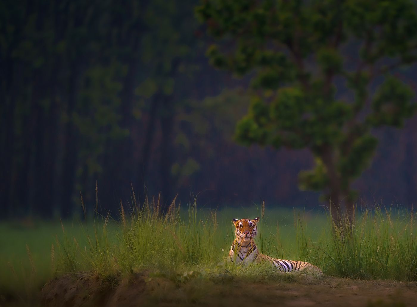 A tiger lying in tall grass in front of the sal forest at dusk in Dudhwa