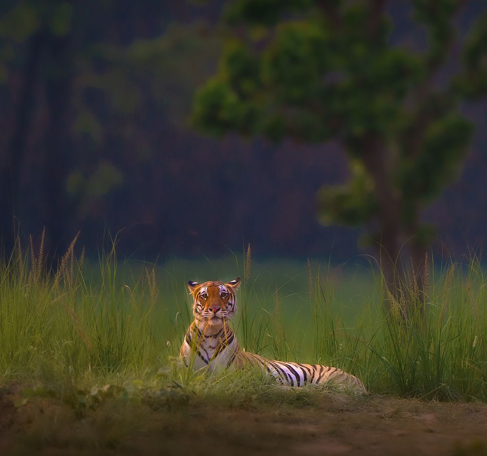 A tiger lying in tall grass at the edge of the sal forest in Dudhwa National Park in the last light