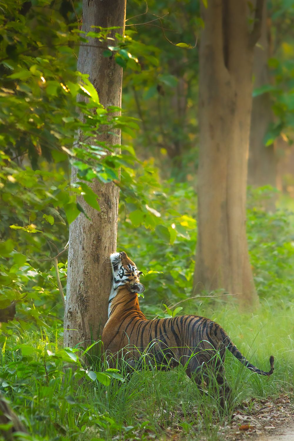 A tiger in Dudhwa rubbing its cheek against a sal tree trunk, leaving a scent mark for other tigers