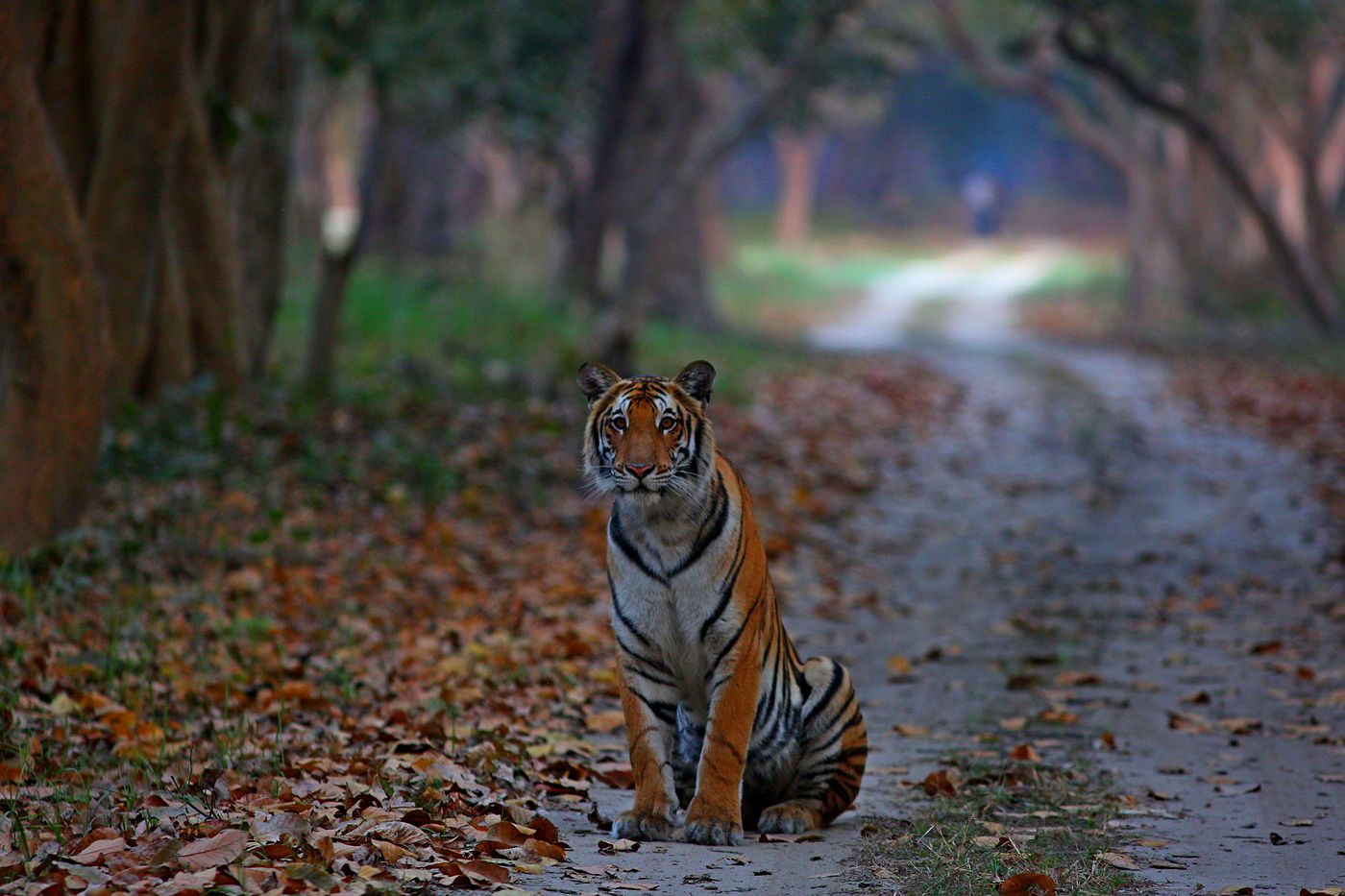 A young tiger sitting on a leaf-covered forest road in Dudhwa