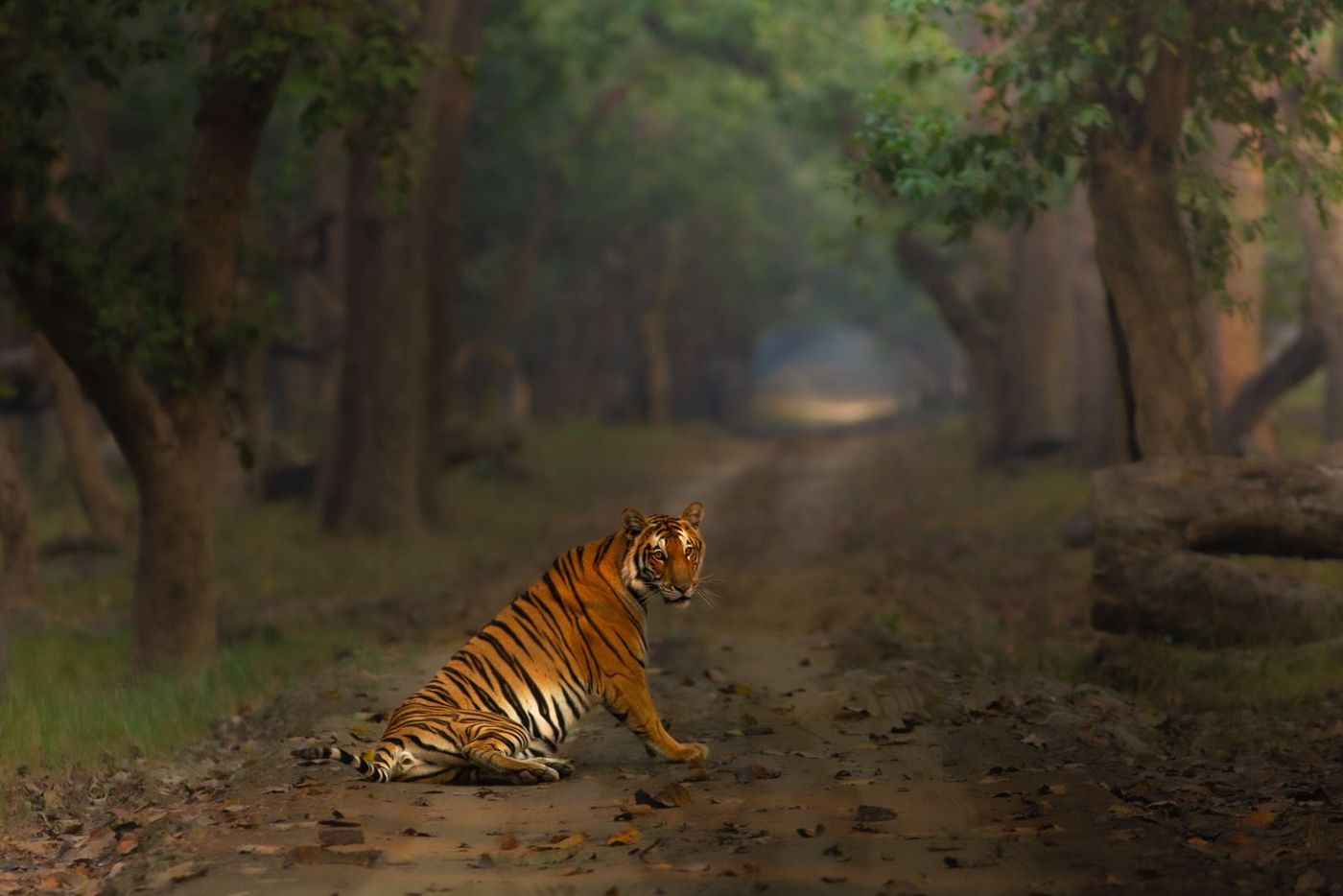 A tiger sitting on a forest track under an arch of sal trees in Dudhwa, looking back over its shoulder