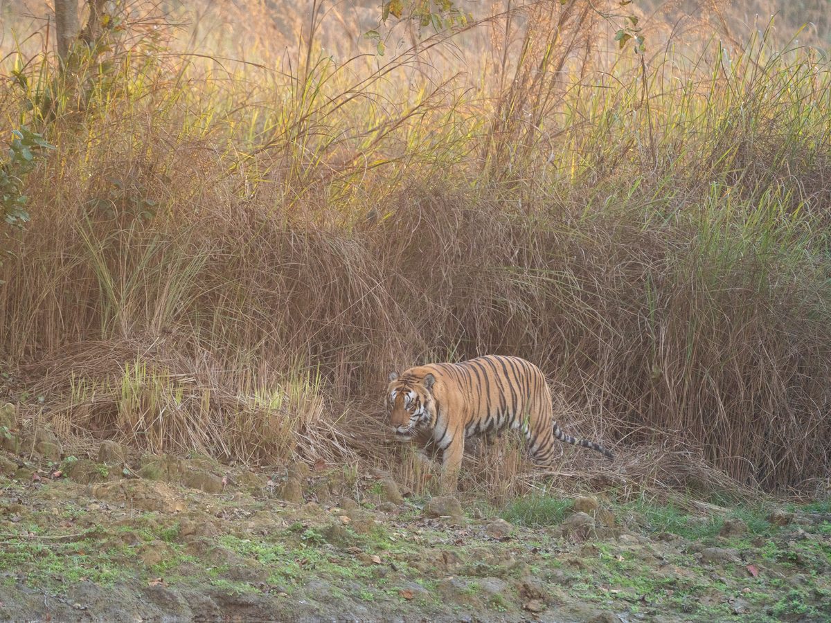 A tiger stepping out of tall grass at the edge of the forest in soft winter light