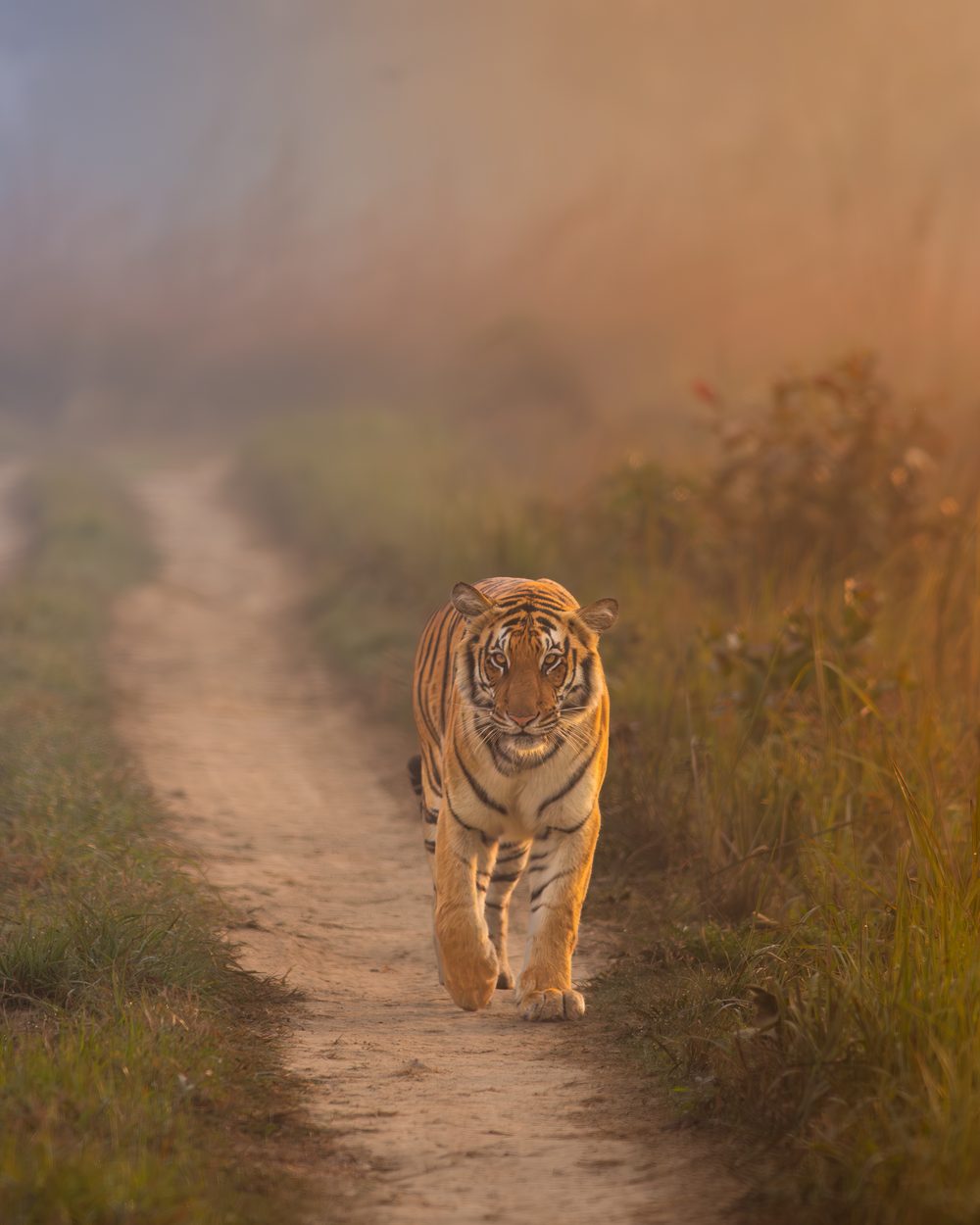 A tiger walking towards the camera down a grassland path in soft morning mist