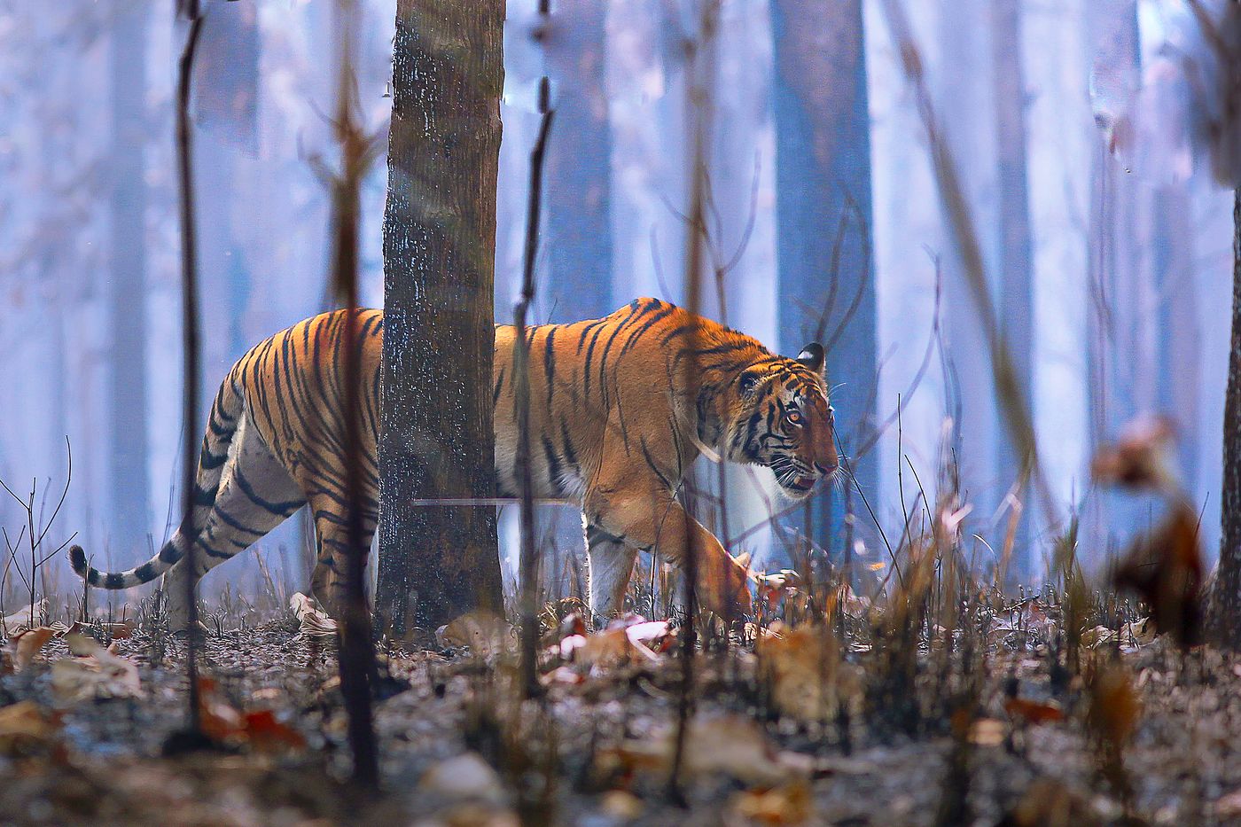 A tiger walking through a misty sal forest in Dudhwa, the forest floor covered in dry leaves