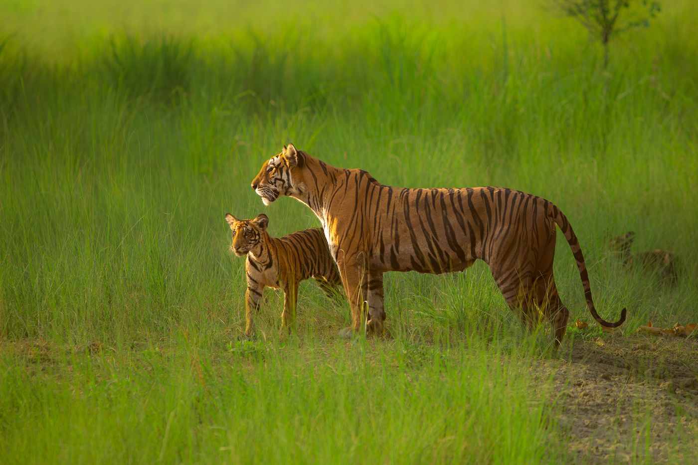 A tigress and her cub standing together in tall green grass in Dudhwa