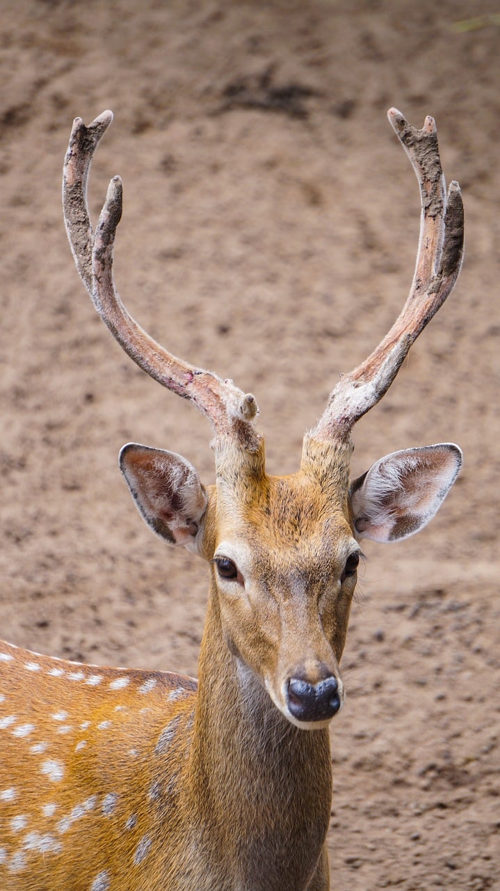 deer, animal, wildlife