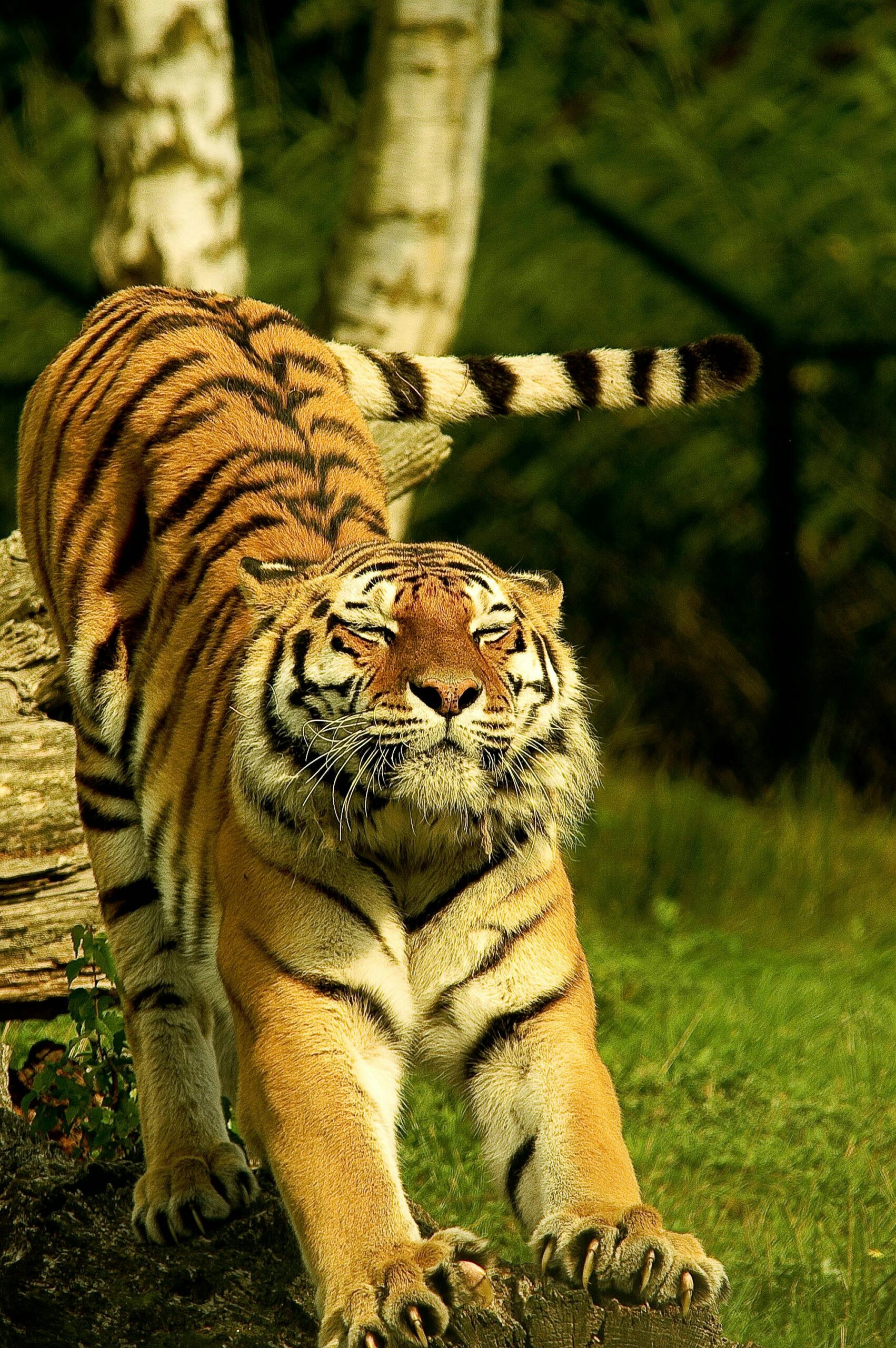 Close-up of a tiger stretching in the wild, showcasing its powerful form and striped fur.