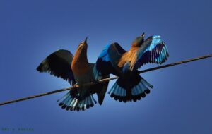 Indian Roller Male and Female…